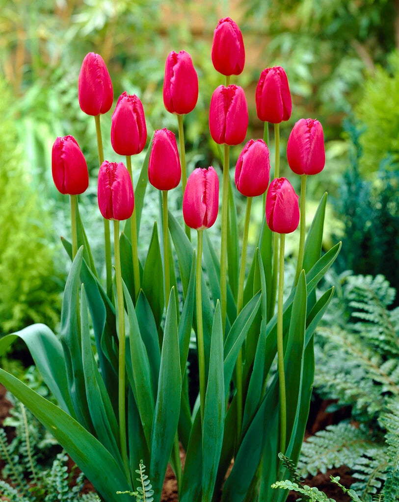 أبصال تيوليب بنفسجية مزدوجة للزراعة – Tulip Burgundy Lace Bulbs