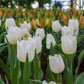 Tulip white princes  - تيوليب وايت برينس