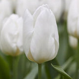 Tulip white princes  - تيوليب وايت برينس