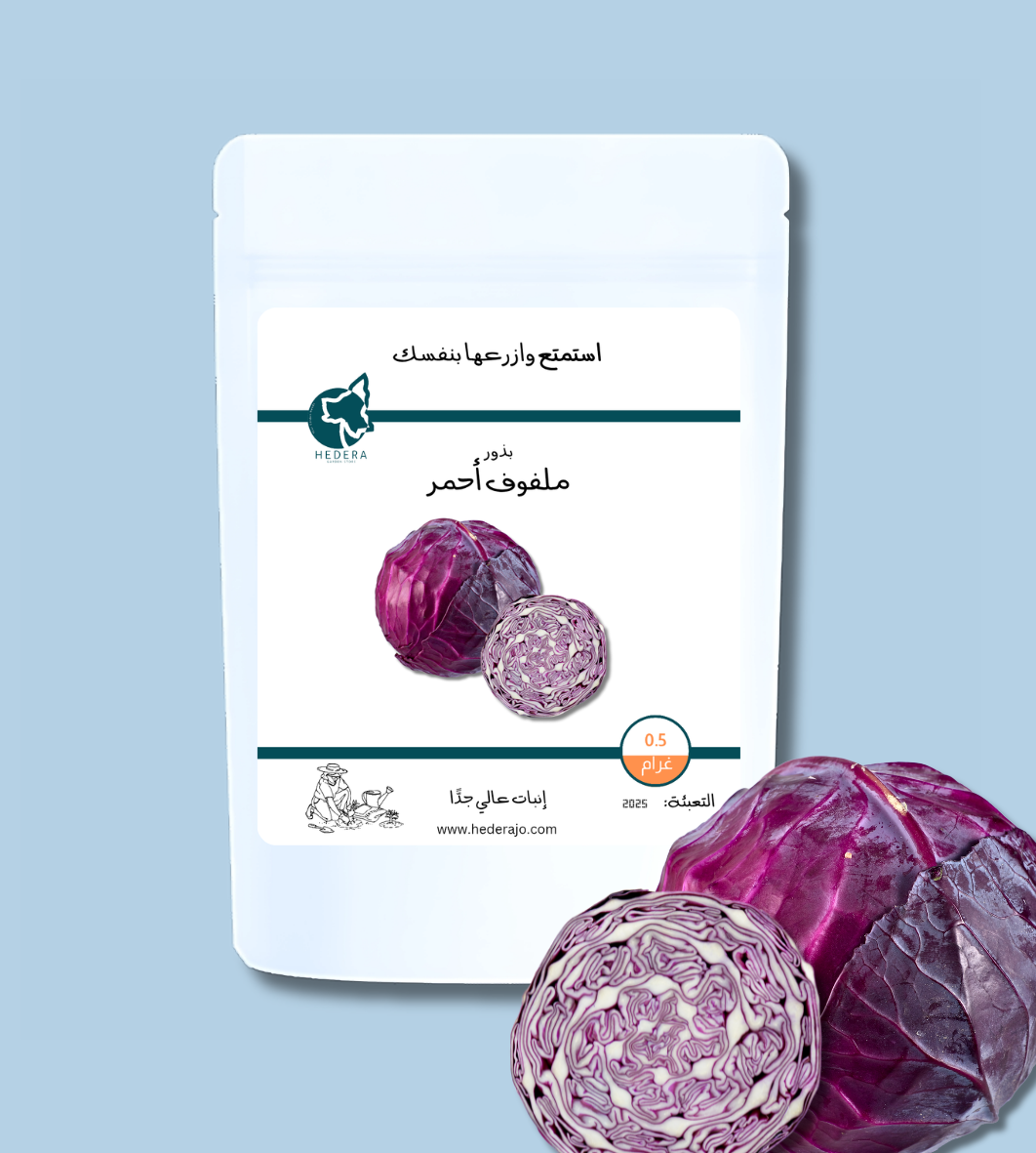 بذور ملفوف أحمر عالية الجودة – High Quality Red Cabbage Seeds