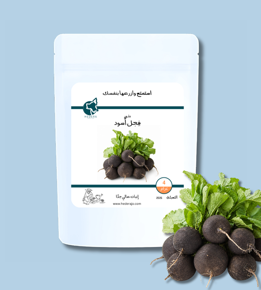 بذور فجل أسود عالية الجودة – Premium Quality Black Radish Seeds