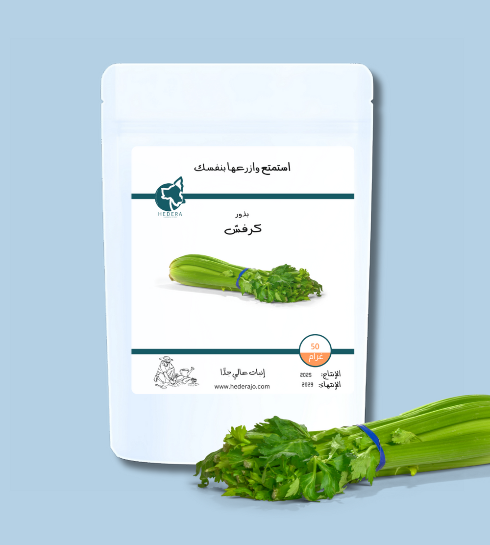 بذور كرفس عالية الجودة - High Quality Celery seeds