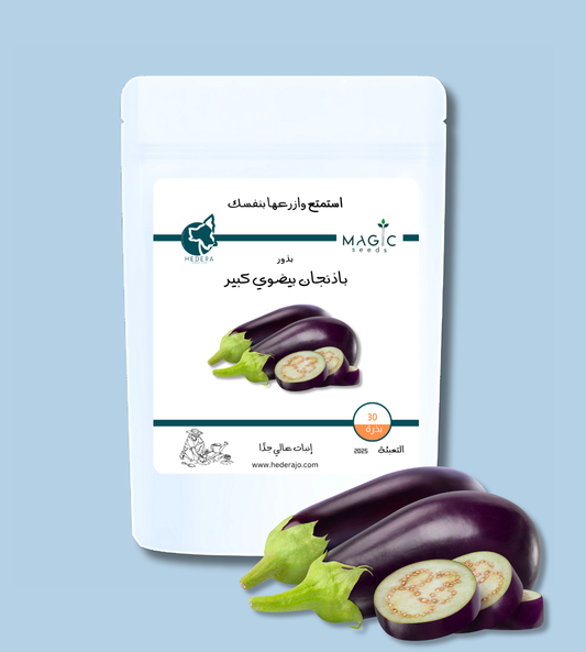 بذور باذنجان ياباني كبير عالية الجودة – High Quality Large Japanese Eggplant Seeds